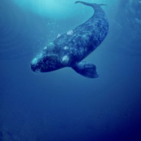 Извадок: ЈАВАЧ НА КИТОВИ од Вити Ихимаера